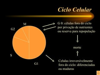 Ciclo Celular G 0: células fora do ciclo por privação de nutrientes ou reserva para repopulação Celulas irreversivelmente fora do ciclo: diferenciadas ou maduras morte G1 M G2 S 