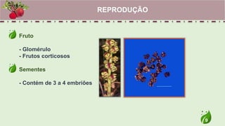 9
Fruto
- Glomérulo
- Frutos corticosos
Sementes
- Contém de 3 a 4 embriões
REPRODUÇÃO
 