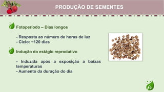 10
Fotoperíodo – Dias longos
- Resposta ao número de horas de luz
- Ciclo: ~120 dias
Indução do estágio reprodutivo
- Induzida após a exposição a baixas
temperaturas
- Aumento da duração do dia
PRODUÇÃO DE SEMENTES
 