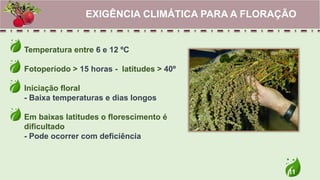 11
Temperatura entre 6 e 12 ºC
Fotoperíodo > 15 horas - latitudes > 40º
Iniciação floral
- Baixa temperaturas e dias longos
Em baixas latitudes o florescimento é
dificultado
- Pode ocorrer com deficiência
EXIGÊNCIA CLIMÁTICA PARA A FLORAÇÃO
 