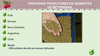 12
EUA
Europa
Nova Zelândia
Argentina
Chile
Brasil
- Dificuldade devido as baixas latitudes
PRINCIPAIS PRODUTORES DE SEMENTES
DE BETERRABA
 