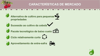 18
Alternativa de cultivo para pequenas
propriedades
Sucessão ao cultivo da cebola
Pacote tecnológico de baixo custo
Ciclo relativamente curto
Aproveitamento de entre-safra
CARACTERÍSTICAS DE MERCADO
 