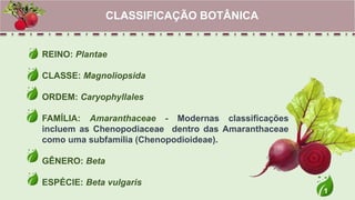 1
REINO: Plantae
CLASSE: Magnoliopsida
ORDEM: Caryophyllales
FAMÍLIA: Amaranthaceae - Modernas classificações
incluem as Chenopodiaceae dentro das Amaranthaceae
como uma subfamília (Chenopodioideae).
GÊNERO: Beta
ESPÉCIE: Beta vulgaris
CLASSIFICAÇÃO BOTÂNICA
 