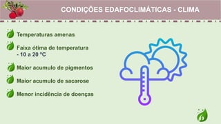 19
Temperaturas amenas
Faixa ótima de temperatura
- 10 a 20 ºC
Maior acumulo de pigmentos
Maior acumulo de sacarose
Menor incidência de doenças
CONDIÇÕES EDAFOCLIMÁTICAS - CLIMA
 