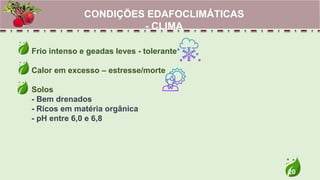 20
Frio intenso e geadas leves - tolerante
Calor em excesso – estresse/morte
Solos
- Bem drenados
- Ricos em matéria orgânica
- pH entre 6,0 e 6,8
CONDIÇÕES EDAFOCLIMÁTICAS
- CLIMA
 