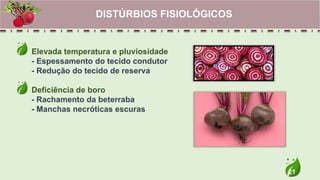 21
Elevada temperatura e pluviosidade
- Espessamento do tecido condutor
- Redução do tecido de reserva
Deficiência de boro
- Rachamento da beterraba
- Manchas necróticas escuras
DISTÚRBIOS FISIOLÓGICOS
 