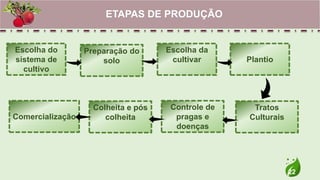 22
ETAPAS DE PRODUÇÃO
Escolha do
sistema de
cultivo
Comercialização
Colheita e pós
colheita
Controle de
pragas e
doenças
Tratos
Culturais
Plantio
Escolha da
cultivar
Preparação do
solo
 