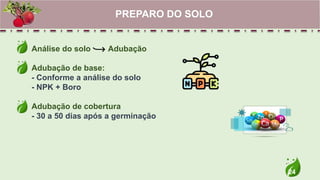 24
Análise do solo Adubação
Adubação de base:
- Conforme a análise do solo
- NPK + Boro
Adubação de cobertura
- 30 a 50 dias após a germinação
PREPARO DO SOLO
 