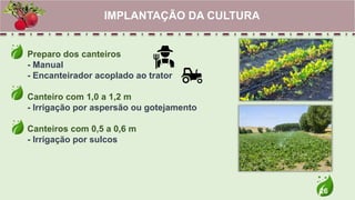 26
Preparo dos canteiros
- Manual
- Encanteirador acoplado ao trator
Canteiro com 1,0 a 1,2 m
- Irrigação por aspersão ou gotejamento
Canteiros com 0,5 a 0,6 m
- Irrigação por sulcos
IMPLANTAÇÃO DA CULTURA
 