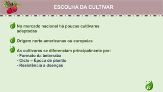 27
No mercado nacional há poucas cultivares
adaptadas
Origem norte-americanas ou europeias
As cultivares se diferenciam principalmente por:
- Formato da beterraba
- Ciclo – Época de plantio
- Resistência a doenças
ESCOLHA DA CULTIVAR
 