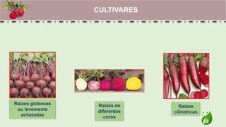28
CULTIVARES
Raízes globosas
ou levemente
achatadas
Raízes de
diferentes
cores
Raízes
cilíndricas
 