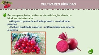 30
Em comparação às cultivares de polinização aberta os
híbridos de beterraba:
- Atingem o ponto de colheita primeiro - maturidade
precoce
- Exibem qualidade superior - uniformidade, cor externa
e interna
CULTIVARES HÍBRIDAS
 