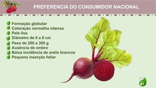 31
Formação globular
Coloração vermelha intensa
Pele lisa
Diâmetro de 6 a 8 cm
PREFERENCIA DO CONSUMIDOR NACIONAL
Peso de 200 a 300 g
Ausência de ombro
Baixa incidência de anéis brancos
Pequena inserção foliar
 