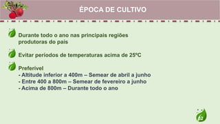 32
Durante todo o ano nas principais regiões
produtoras do país
Evitar períodos de temperaturas acima de 25ºC
Preferível
- Altitude inferior a 400m – Semear de abril a junho
- Entre 400 a 800m – Semear de fevereiro a junho
- Acima de 800m – Durante todo o ano
ÉPOCA DE CULTIVO
 