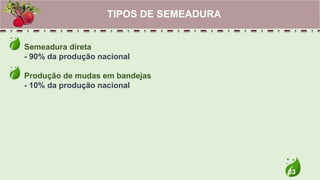 33
Semeadura direta
- 90% da produção nacional
Produção de mudas em bandejas
- 10% da produção nacional
TIPOS DE SEMEADURA
 
