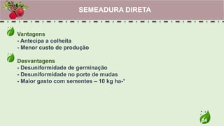 34
Vantagens
- Antecipa a colheita
- Menor custo de produção
Desvantagens
- Desuniformidade de germinação
- Desuniformidade no porte de mudas
- Maior gasto com sementes – 10 kg ha-¹
SEMEADURA DIRETA
 