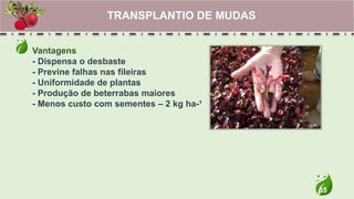 35
Vantagens
- Dispensa o desbaste
- Previne falhas nas fileiras
- Uniformidade de plantas
- Produção de beterrabas maiores
- Menos custo com sementes – 2 kg ha-¹
TRANSPLANTIO DE MUDAS
 