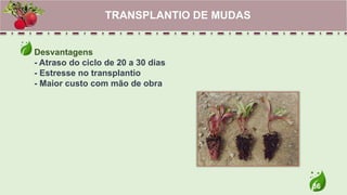 36
Desvantagens
- Atraso do ciclo de 20 a 30 dias
- Estresse no transplantio
- Maior custo com mão de obra
TRANSPLANTIO DE MUDAS
 