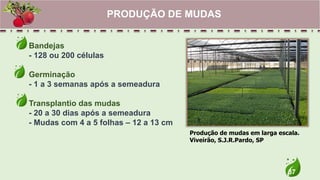 37
Bandejas
- 128 ou 200 células
Germinação
- 1 a 3 semanas após a semeadura
Transplantio das mudas
- 20 a 30 dias após a semeadura
- Mudas com 4 a 5 folhas – 12 a 13 cm
PRODUÇÃO DE MUDAS
Produção de mudas em larga escala.
Viveirão, S.J.R.Pardo, SP
 