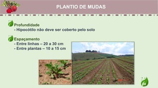 38
Profundidade
- Hipocótilo não deve ser coberto pelo solo
Espaçamento
- Entre linhas – 20 a 30 cm
- Entre plantas – 10 a 15 cm
PLANTIO DE MUDAS
 
