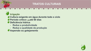 40
Irrigação
Cultura exigente em água durante todo o ciclo
Período crítico até 60 dias
Deficiência hídrica
- Reduz a produtividade
- Reduz a qualidade da produção
Aspersão ou gotejamento
TRATOS CULTURAIS
 