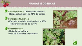 41
Cercosporiose – Cercospora beticola
- Responsável por 15 a 45% de perdas
Condições favoráveis
- Elevada umidade relativa do ar > 90%
- Temperatura entre 22 a 26ºC
Recomenda-se
- Rotação de cultura
- Uso de cultivares resistentes
PRAGAS E DOENÇAS
 