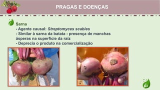 43
Sarna
- Agente causal: Streptomyces scabies
- Similar à sarna da batata - presença de manchas
ásperas na superfície da raíz
- Deprecia o produto na comercialização
PRAGAS E DOENÇAS
 