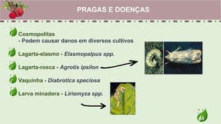 45
Cosmopolitas
- Podem causar danos em diversos cultivos
Lagarta-elasmo - Elasmopalpus spp.
Lagarta-rosca - Agrotis ipsilon
Vaquinha - Diabrotica speciosa
Larva minadora - Liriomyza spp.
PRAGAS E DOENÇAS
 