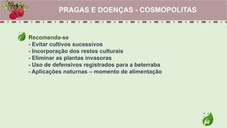 46
Recomenda-se
- Evitar cultivos sucessivos
- Incorporação dos restos culturais
- Eliminar as plantas invasoras
- Uso de defensivos registrados para a beterraba
- Aplicações noturnas – momento de alimentação
PRAGAS E DOENÇAS - COSMOPOLITAS
 