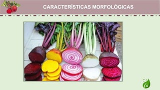 4
CARACTERÍSTICAS MORFOLÓGICAS
 
