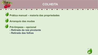 49
Prática manual – maioria das propriedades
Arranquio das mudas
Pré-limpeza – opcional
- Retirada da raíz pivotante
- Retirada das folhas
COLHEITA
 