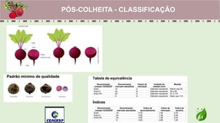 51
PÓS-COLHEITA - CLASSIFICAÇÃO
 