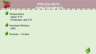 52
Temperatura
- Ideal: 0 ºC
- Praticado: até 5 ºC
Umidade Relativa
- 95%
Período – 15 dias
PÓS-COLHEITA -
ARMAZENAMENTO
 