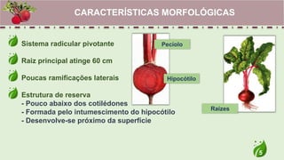 5
Sistema radicular pivotante
Raiz principal atinge 60 cm
Poucas ramificações laterais
Estrutura de reserva
- Pouco abaixo dos cotilédones
- Formada pelo intumescimento do hipocótilo
- Desenvolve-se próximo da superfície
CARACTERÍSTICAS MORFOLÓGICAS
Pecíolo
Hipocótilo
Raízes
 