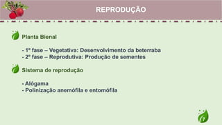 7
Planta Bienal
- 1º fase – Vegetativa: Desenvolvimento da beterraba
- 2º fase – Reprodutiva: Produção de sementes
Sistema de reprodução
- Alógama
- Polinização anemófila e entomófila
REPRODUÇÃO
 