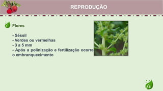 8
Flores
- Séssil
- Verdes ou vermelhas
- 3 a 5 mm
- Após a polinização e fertilização ocorre
o embranquecimento
REPRODUÇÃO
 