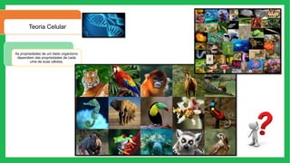 Teoria Celular
As propriedades de um dado organismo
dependem das propriedades de cada
uma de suas células;
 