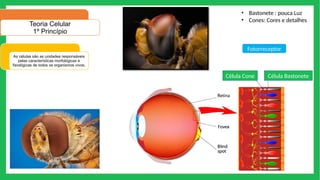 Teoria Celular
1º Princípio
As células são as unidades responsáveis
pelas características morfológicas e
fisiológicas de todos os organismos vivos;
Célula Bastonete
Célula Cone
Fotorreceptor
• Bastonete : pouca Luz
• Cones: Cores e detalhes
 