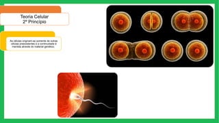 Teoria Celular
2º Princípio
As células originam-se somente de outras
células preexistentes e a continuidade é
mantida através do material genético;
 