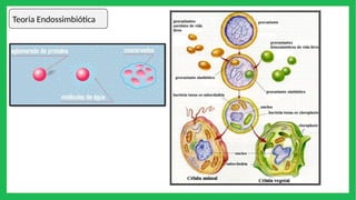 Teoria Endossimbiótica
 