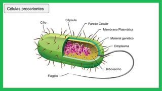 Células procariontes
Cílio
Cápsula
Parede Celular
Membrana Plasmática
Material genético
Citoplasma
Ribossomo
Flagelo
 