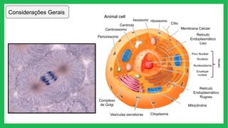 Considerações Gerais
Reticulo
Endoplasmático
Rugoso
Mitocôndria
Citoplasma
Vesículas secretoras
Peroxissomo
Centrossomo
Centriolo
lisossomo ribossomo
Cílio
Membrana Celular
Reticulo
Endoplasmático
Liso
Poro Nuclear
Nucléolo
Nucleoplasma
Envelope
nuclear
Núcleo
Complexo
de Golgi
 