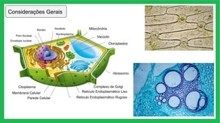 Considerações Gerais
ribossomo
Poro Nuclear
Nucléolo
Nucleoplasma
Envelope nuclear
Núcleo Mitocôndria
Reticulo Endoplasmático Liso
Complexo de Golgi
Reticulo Endoplasmático Rugoso
Membrana Celular
Citoplasma
Parede Celular
Cloroplastos
Vacúolo
 