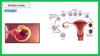Embriologia
Biologia celular
 
