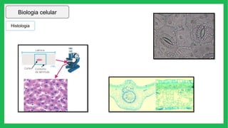 Biologia celular
Histologia
 