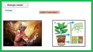 Biologia celular
Fisiologia
COMO FUNCIONA?
 