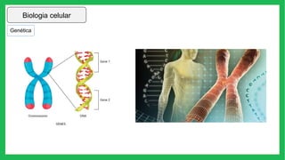 Biologia celular
Genética
 
