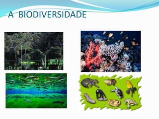 A BIODIVERSIDADE
 