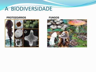 A BIODIVERSIDADE
PROTOZOÁRIOS   FUNGOS
 