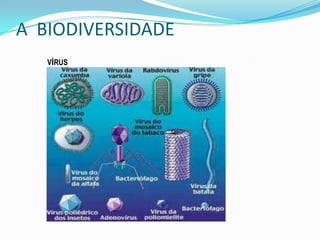 A BIODIVERSIDADE
   VÍRUS
 